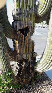 These holes were used by native americans as water containers. What Is Bacterial Necrosis Learn About Bacterial Necrosis Of Saguaro Cactus