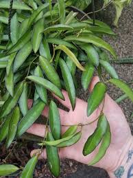 Looking to add a hoya to your plant collection? 1 Live Plant Pot 4 Rare Hoya Hoya Rotundiflora For Sale Well Rooted Plant Home Garden Houseplants Aimsresearch Com Au