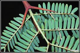 Phyllodes are the largest of all acacias and are up to 45 cm long and 30 wide, hence the common name. Acacias