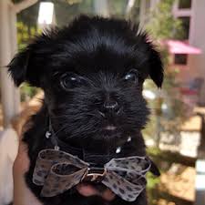 We found 1603 dogs and puppies for sale in the uk. Mi Ki Facts Wisdom Panel Dog Breeds