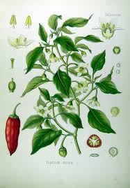 Jun 08, 2021 · con este punto, la verde cierra la doble fecha de las eliminatorias con cuatro de seis puntos posibles y se ubica en el octavo puesto, a tres puntos de la zona de clasificación. Capsicum Wikipedia La Enciclopedia Libre