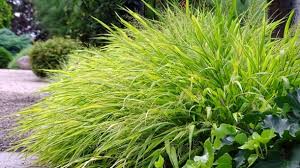 Wintergrüne gräser schmücken den garten das ganze jahr. Tipp Fur Hobbygartner In Kleinen Garten Besser Standorttreue Graser Pflanzen