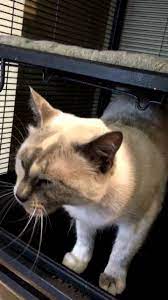 The feline diabetes situation is different from the canine one. Cat Veterinary Clinic Home Facebook