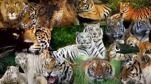 My Tiger Collage Cats Wallpaper Id 411022 Desktop Nexus Animals Animals Wild Animals Photos Wild Cats Download 25+ beautiful high definition wildlife wallpapers. my tiger collage cats wallpaper id