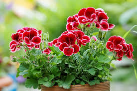 Image result for Pelargonium domesticum round-leaved bushy