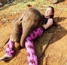 A jumbo hug! Thailand's baby elephant Nampuu at the Patara Elephant Farm in  Chiang Mai loves to cuddle with tourists. Nampuu's mother keeps an eye on  him when he plays with tourists.