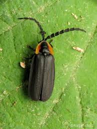 Glitter in Your Grass: The Secret Lives of Fireflies - Prairie Rivers of  Iowa