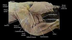 Start studying cat leg bone anatomy. Cat Musculature Atlas Of Comparative Vertebrate Anatomy