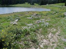 Custom mixed annual, perennial & biennial seeds in beautiful colors. Wildflowers Picture Of Grand Mesa Grand Junction Tripadvisor