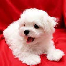 Update 1 boy left.2 girls 2 boys are reserved. Maltese For Sale Maltese Puppies For Sale Dav Pet Lovers