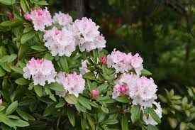 Image result for Rhododendron