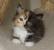 Tortoiseshell Cat Vs Calico