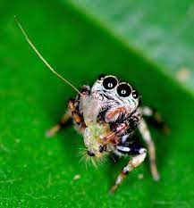 The World S Cutest Spiders Spider Pictures Jumping Spider Spider