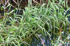 Image result for Urochloa comata