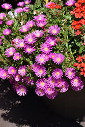 Image result for Delosperma mahonii