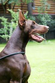 Pin On Doberman European Champions