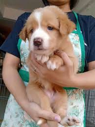 We did not find results for: Mga Pet Ni Toto Golden Retriever X Aspin Female Facebook