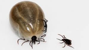 Zecken gelten als weltweit verbreitete parasiten, die sich vom blut ist eine zecke mit krankheitserregern infiziert, kann selbst ein eigentlich harmloser zeckenbiss. Zeckenstich Impfstoff Soll Vor Borreliose Schutzen Ndr De Ratgeber Gesundheit