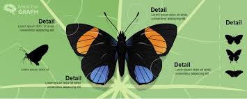 Zoology Graphical Abstract Infographic Layout Infographic Templates Infographic