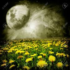 Image result for dandelion dreams image