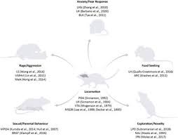 Hamster picture 835 1000 jpg hamster picture 835 1000 jpg frontiers exposure to download royalty free photos videos and music bintang wijayanto from tse4.mm.bing.net original file ‎(2,272 × 1,704 pixels, file size: Frontiers The Role Of The Medial Septum Associated Networks In Controlling Locomotion And Motivation To Move Frontiers In Neural Circuits