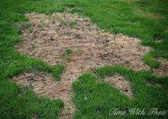 How to save a tree dying from dog urine. How To Repair Dead Grass Spots Damaged By Dog Urine In 3 Easy Steps Dead Grass Dog Urine Lawn Repair