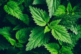 However, with treatment, hair loss can be halted or even reversed if caught early. Stinging Nettle Root For Hair Loss Does It Work 2021 Ultimate Guide