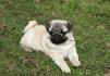 Pug Puppy for sale by owner - Puppies for Sale Near Me