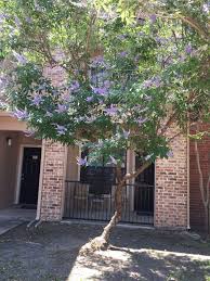 The texas redbud tree (cercis canadensis var. Does Anyone Know What Kind Of Tree This Is Album On Imgur