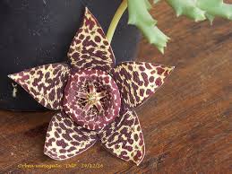 Image result for Orbea maculata