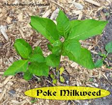 Asclepias Exaltata Poke Milkweed For Monarch Caterpillars Milkweed Asclepias Milkweed Plant