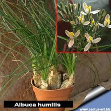 Image result for Albuca