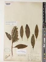 Image result for Faurea