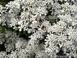 Candytuft Flower Quotes Best Flower Wallpaper