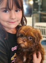 New playmate for my shih tzu