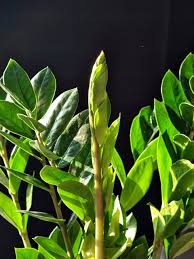 Image result for Zamiokulkas Zamioculcas
