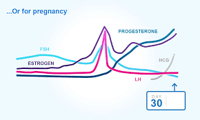 Menstrual Cycles And Ovulation Clearblue