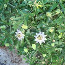 Image result for Passiflora caerulea