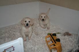 Golden Retriever Puppies For Sale Tampa Fl 99177