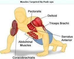 Weighted Push Ups The Forgotten Exercise Kensui
