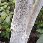 Image result for Brexia