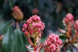 Image result for Crassula alba