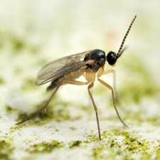Rotten tomatoes, home of the tomatometer, is the most trusted measurement of quality for movies & tv. How To Get Rid Of Fungus Gnats Planet Natural