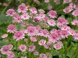 Image result for Astrantia major `Roma`