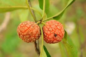 Image result for Maclura africana