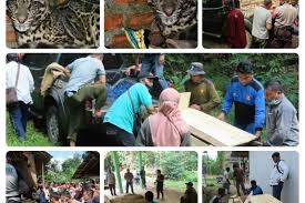 Temui beragam hewan di habitat aslinya seperti owa jawa, kepik raksasa, sigung, macan tutul, lutung, surili, dan kalau beruntung, kamu bisa melihat elang jawa. Tujuh Ternak Warga Diduga Diterkam Macan Dahan Antara News Mataram Berita Ntb Terkini