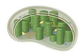 We did not find results for: Cell Organelles Animal And Plant The Definitive Guide Biology Dictionary