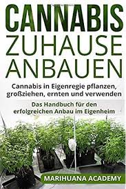 Efeu gilt als eine der vielseitigsten pflanzen für den garten. Cannabispflanze