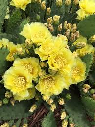 Dry plant material / menstruum ratio is 1:3! Prickly Pear Cactus Knecht S Nurseries Landscaping