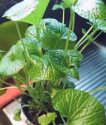 ワサビ 山葵 の育て方 畑や家庭菜園での栽培方法は Greensnap グリーンスナップ